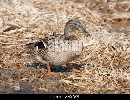 MALLARD 2018 Foto Stock