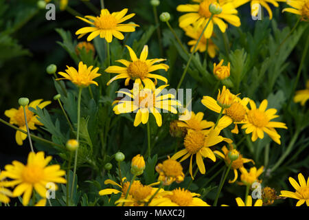 Boccola africana margherita (Euryops crisanthemoides) aka occhio-toro, fiori gialli, foglie lobate, aiuole in giardino, distretto di Houlli, Taichung, Taiwan Foto Stock