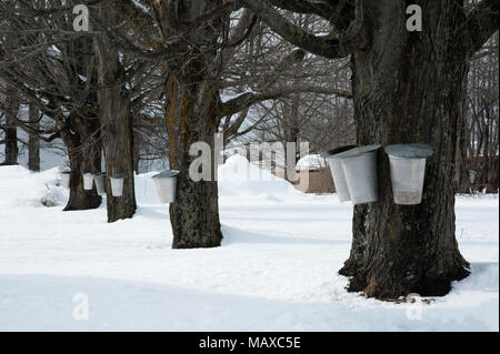 Tradizionale raccolta bucket di SAP da vecchi alberi di acero dopo una nevicata per fare lo sciroppo d'acero in primavera nel New England. Foto Stock