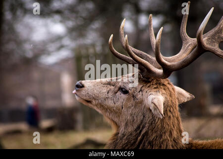 Red Deer rilassante a Bushy Park, Surrey Foto Stock