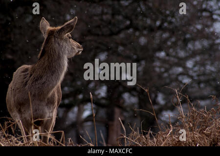 Red Deer fissando in lontananza in Bushy Park, Surrey Foto Stock