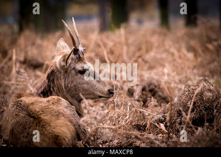 Red Deer rilassante a Bushy Park, Surrey Foto Stock
