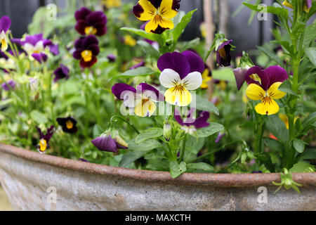 Pansies colorati in una pentola Foto Stock