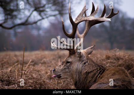 Red Deer rilassanti in Bracken Foto Stock
