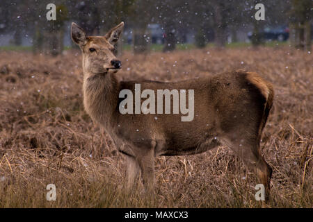 Red Deer fissando in distanza Foto Stock