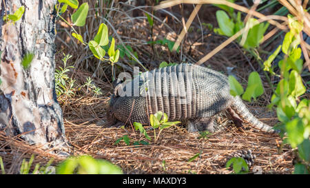 Armadillo (Dasypus novemcinctus) dal sito, Honeymoon Island State Park, Florida, Stati Uniti d'America Foto Stock