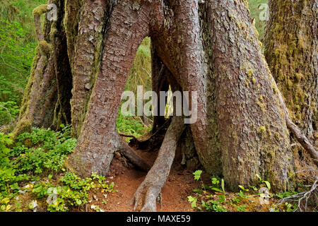 WA15004-00...WASHINGTON - un grande albero che ha ottenuto il suo inizio su un registro di infermiere e ora ha uno spazio aperto nella parte inferiore nel Hoh Rain Forest di Olympic Nat Foto Stock