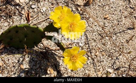 Cactus (Opuntia phaecantha) con tre fiori in ambiente naturale, chiusa fino, Sanibel Island, Florida, Stati Uniti d'America Foto Stock