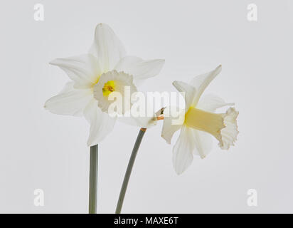 In prossimità dei due narciso, (bianco Daffodil) uno rivolte in avanti e uno dal lato contro uno sfondo bianco Foto Stock