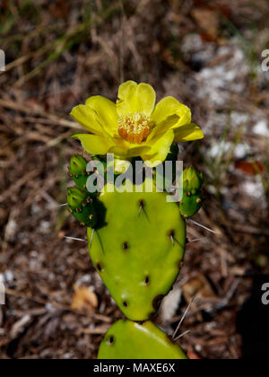 Cactus (Opuntia phaecantha) con tre fiori in ambiente naturale, supporto verticale, Sanibel Island, Florida, Stati Uniti d'America Foto Stock