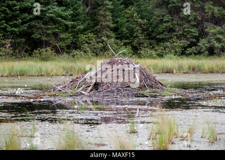 Beaver house, Algonquin Provincial Park, Ontario, Canada, Beaver Pond Trail Foto Stock