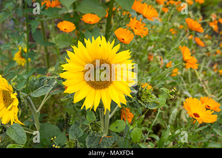 I girasoli e Le calendule in giardino Foto Stock