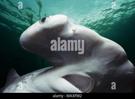 Testa, occhi e bocca del bambino smerlata Squalo Martello (Sphyrna lewini), Kane'ohe Bay, Hawaii, Stati Uniti, Oceano Pacifico. Questa immagine è stata Foto Stock