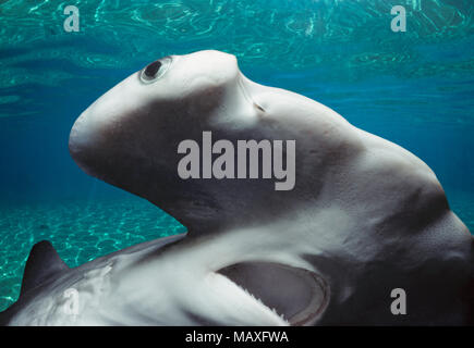 Testa, occhi e bocca del bambino smerlata Squalo Martello (Sphyrna lewini), Kane'ohe Bay, Hawaii, Stati Uniti, Oceano Pacifico. Questa immagine è stata Foto Stock