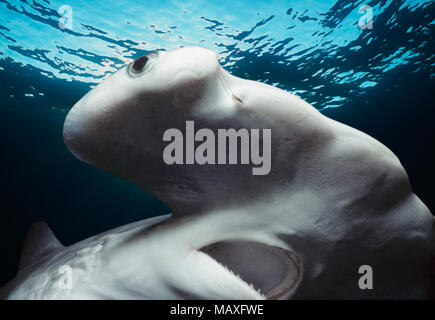 Testa, occhi e bocca del bambino smerlata Squalo Martello (Sphyrna lewini), Kane'ohe Bay, Hawaii, Stati Uniti, Oceano Pacifico. Questa immagine è stata Foto Stock