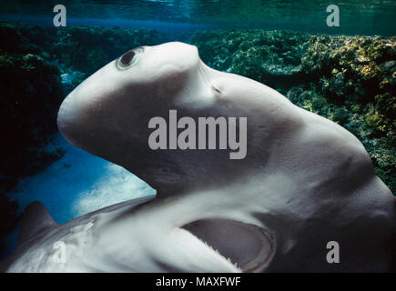 Testa, occhi e bocca del bambino smerlata Squalo Martello (Sphyrna lewini), Kane'ohe Bay, Hawaii, Stati Uniti, Oceano Pacifico. Questa immagine è stata Foto Stock