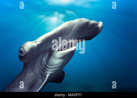 Testa e branchie dei capretti smerlata Squalo Martello (Sphyrna lewini), Kane'ohe Bay, Hawaii - Oceano Pacifico. Questa immagine è stata alterata digitalmente per Foto Stock