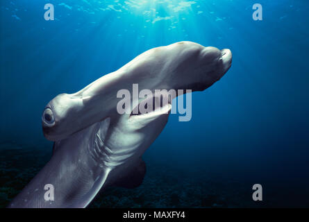 Testa e branchie dei capretti smerlata Squalo Martello (Sphyrna lewini), Kane'ohe Bay, Hawaii - Oceano Pacifico. Questa immagine è stata alterata digitalmente per Foto Stock