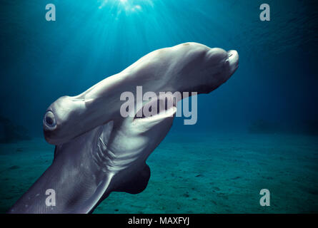 Testa e branchie dei capretti smerlata Squalo Martello (Sphyrna lewini), Kane'ohe Bay, Hawaii - Oceano Pacifico. Questa immagine è stata alterata digitalmente per Foto Stock