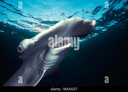 Testa e branchie dei capretti smerlata Squalo Martello (Sphyrna lewini), Kane'ohe Bay, Hawaii - Oceano Pacifico. Questa immagine è stata alterata digitalmente per Foto Stock