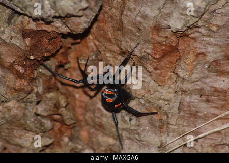 Mediterraneo black widow Foto Stock