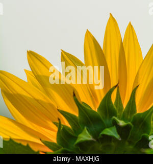 Close-up di girasole sotto la luce del sole. La natura dello sfondo. Foto Stock