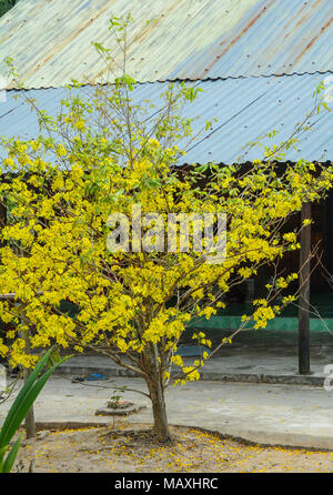 Ochna integerrima fiori in primavera tempo nel Vietnam del sud. Foto Stock