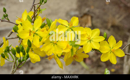 Ochna integerrima fiori in primavera tempo nel Vietnam del sud. Foto Stock