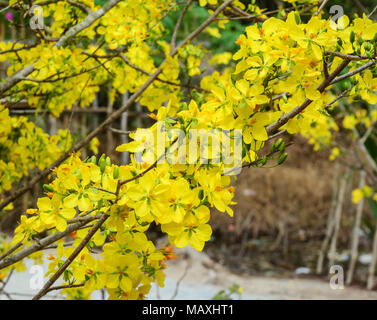 Ochna integerrima fiori in primavera tempo nel Vietnam del sud. Foto Stock