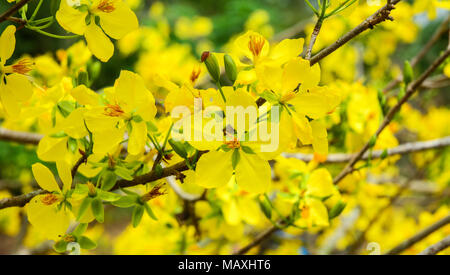 Ochna integerrima fiori in primavera tempo nel Vietnam del sud. Foto Stock