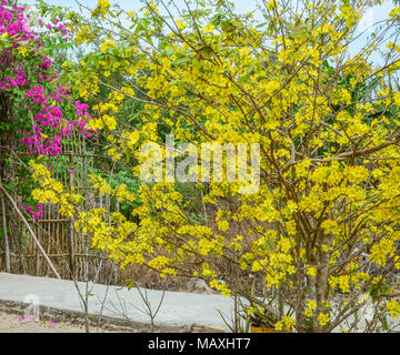 Ochna integerrima fiori in primavera tempo nel Vietnam del sud. Foto Stock