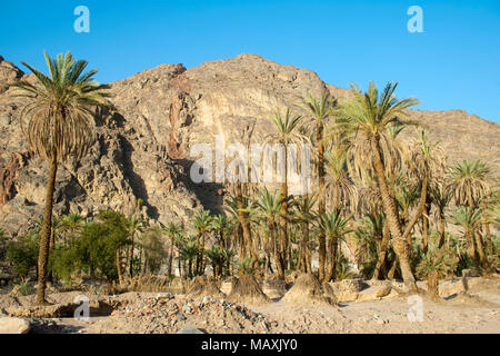 Aegypten ha, il Sinai Nordsinai, Wadi Feiran Foto Stock