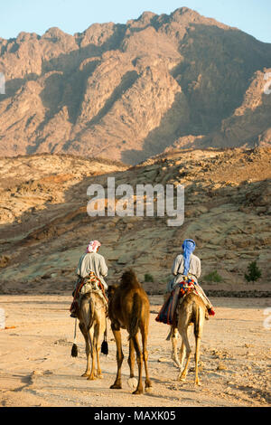 Aegypten ha, il Sinai Nordsinai, Reiter auf Dromedaren im Wadi Feiran Foto Stock