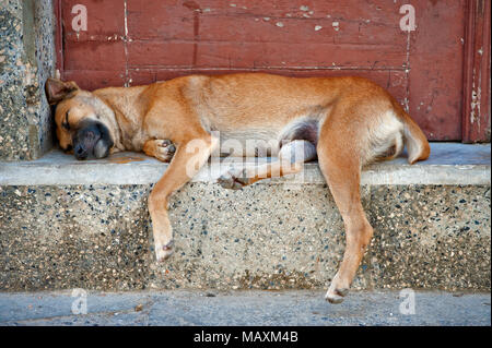 Stray dog dormire nelle strade di La Habana Foto Stock