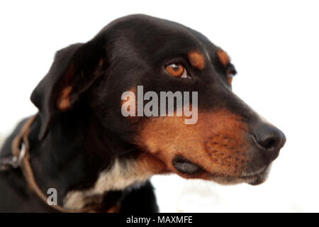 Ritratto di un levriero cane Foto Stock