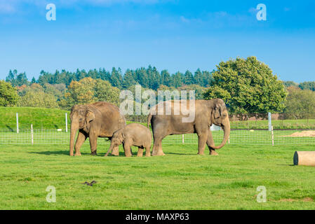 Elefanti a Whipsnade Zoo, REGNO UNITO Foto Stock