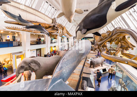 Modelli di mammiferi nel Museo di Storia Naturale di Londra, Regno Unito Foto Stock