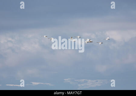 Flying Trumpeter swan migrazione in BC Canada Foto Stock