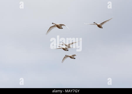 Flying Trumpeter swan migrazione in BC Canada Foto Stock