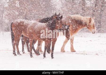 Allevamento di cavalli in una bufera di neve Foto Stock