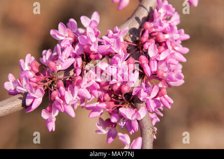 Vista dettagliata del fiore rosa cluster di un Orientale Redbud tree in piena fioritura Foto Stock