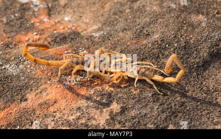 Due corteccia a strisce scorpioni impegnati in passeggiata a deux, una danza di accoppiamento, con maschio tenendo la femmina dalle pinze Foto Stock