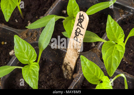 Giovani piante di pepe essendo cresciute dentro in vassoi per piantare in giardino Foto Stock