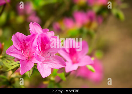 Bella rosa fiori di rododendro closeup che mostra i dettagli di Fiore Foto Stock