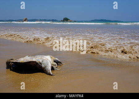 Tartaruga morta giacente sulla spiaggia sabbiosa. Foto Stock