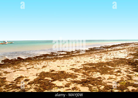 Alga verde su una spiaggia, João Pessoa, Paraiba, Brasile Foto Stock