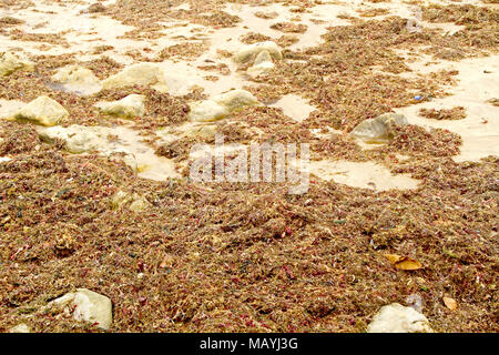 Alga verde su una spiaggia, João Pessoa, Paraiba, Brasile Foto Stock