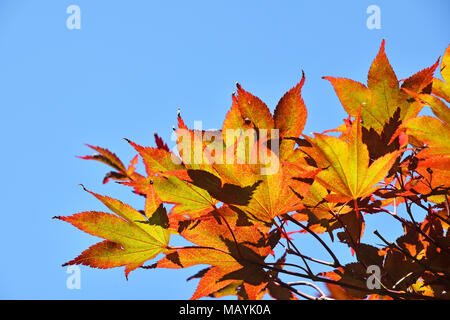 Close up Autunno colori rosso arancio e giallo giapponese acer o foglie di acero oltre il cielo blu chiaro, basso angolo di visione Foto Stock