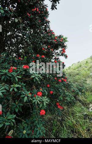 Fiori Selvatici in foresta in piena fioritura in primavera in una radura della foresta illuminata con bellissime tonalità di colore macro con una messa a fuoco morbida. Foto Stock