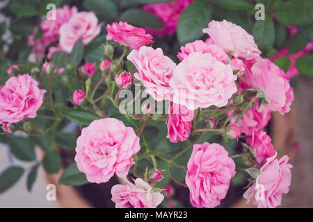 Fata rosa bocciolo di rosa sulla struttura ad albero, immagine in colori pastello. Foto Stock